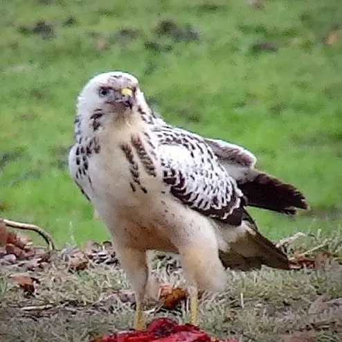 Der Mäusebussard Helmut