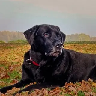 Haus- und Hofhund Mika