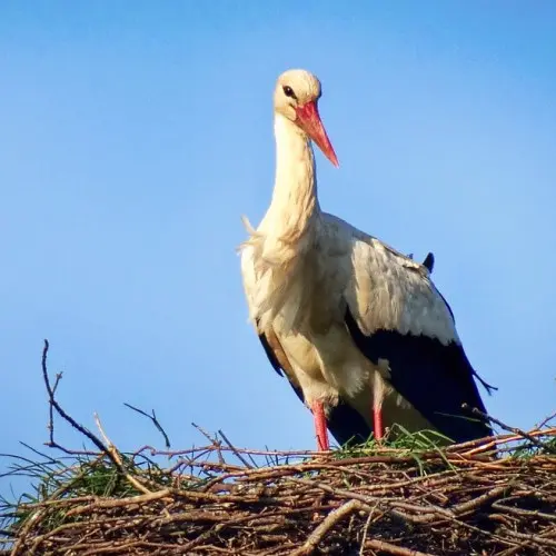 Ein Storch im Nest